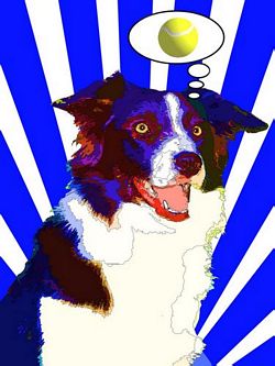 Limited Edition border collie Print