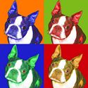 Boston Terrier