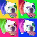 English Bulldog