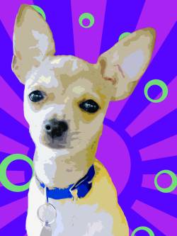 Limited Edition Chihuahua Print