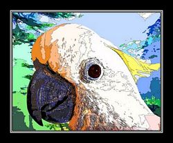 Limited Edition Cockatoo Print
