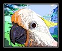 Cockatoo