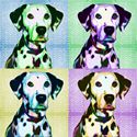 Dalmatian