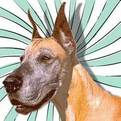 Limited Edition Great Dane Print