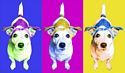 Jack Russell Terrier