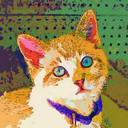 Limited Edition Cat Print
