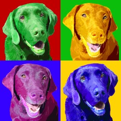 Limited Edition Labrador Retriever Print