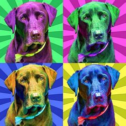 Limited Edition Bassett Hound Print