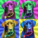 Black Lab