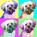 Lhasa Apso