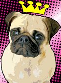 Chinese Pug