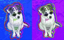 Limited Edition Jack Russell Terrier Print