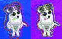 Parson Russell Terrier